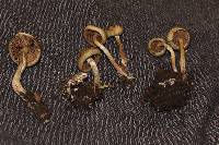 Psilocybe ovoideocystidiata image