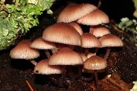 Mycena haematopus image