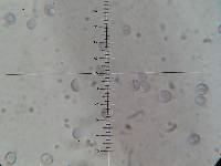 Amanita flavoconia image