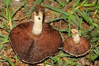 Agaricus campestris image