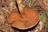 Cortinarius camphoratus image