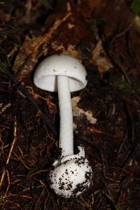 Amanita bisporigera image