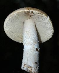 Amanita velosa image