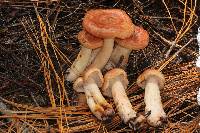 Lactarius vinaceorufescens image