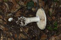 Amanita magniverrucata image