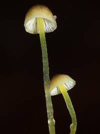 Mycena epipterygia image