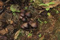 Psilocybe zapotecorum image