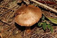 Cortinarius camphoratus image