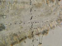 Inocybe fraudans image