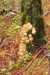 Lycoperdon pyriforme image