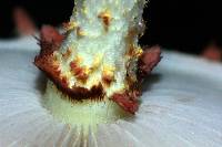 Pholiota polychroa image