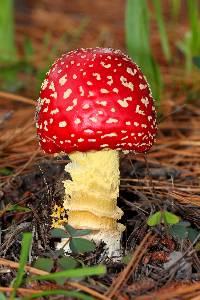 Amanita muscaria subsp. flavivolvata image