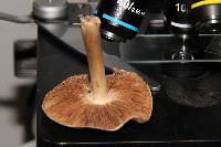 Inocybe fraudans image