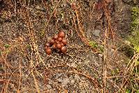 Psilocybe muliercula image