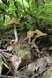 Psilocybe zapotecorum image