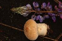 Lycoperdon perlatum image