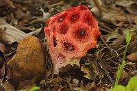 Clathrus crispus image