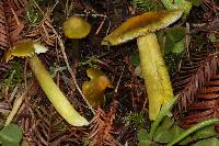 Hygrocybe virescens image