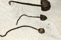 Psilocybe mexicana image