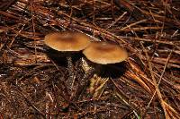 Tephrocybe boudieri image