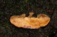 Trichaptum biforme image