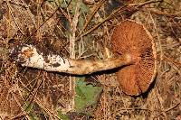 Cortinarius camphoratus image