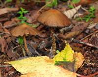 Psilocybe zapotecorum image