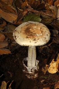 Amanita ocreata image