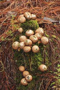 Lycoperdon pyriforme image