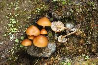 Psilocybe muliercula image