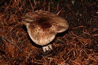 Agaricus hondensis image