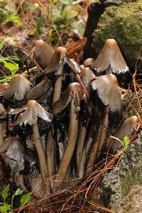 Coprinopsis atramentaria image