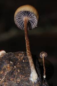 Psilocybe coprophila image