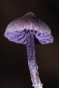 Cortinarius bibulus image