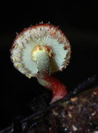 Pholiota polychroa image