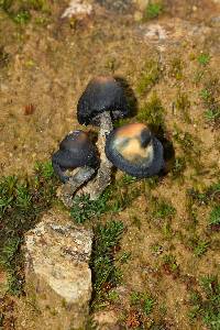 Psilocybe zapotecorum image
