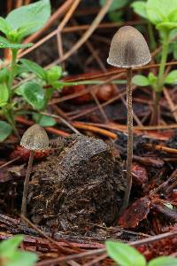 Panaeolus papilionaceus image