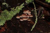 Mycena haematopus image