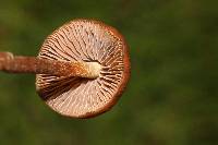 Psilocybe mexicana image