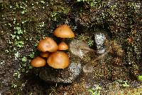 Psilocybe muliercula image