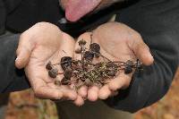 Psilocybe neoxalapensis image