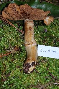 Cortinarius caperatus image