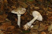 Amanita ocreata image