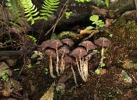 Psilocybe zapotecorum image