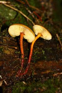 Xeromphalina tenuipes image