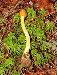 Elaphocordyceps capitata image