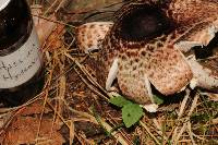 Agaricus subrutilescens image