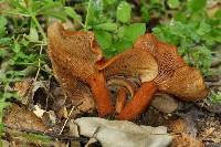 Lactarius rufulus image