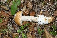 Amanita velosa image