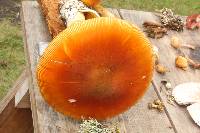 Amanita yema image